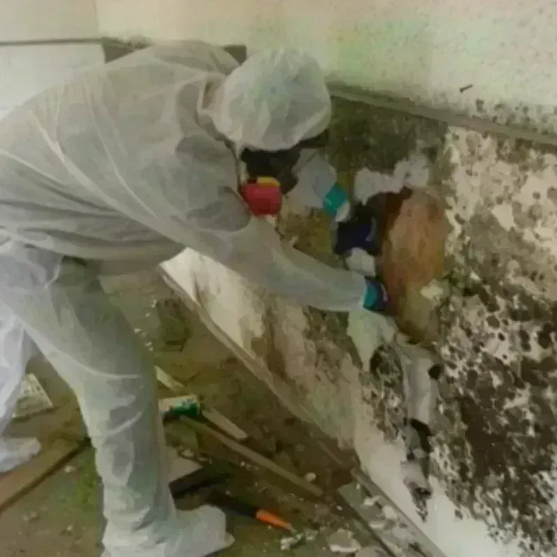 Mold Remediation and Removal in Anderson County, SC